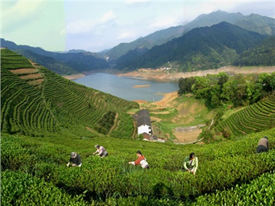 湘益茯茶 益陽(yáng)名片——湘益茯茶即將亮相第三屆中國(guó)湖南·安化黑茶文化節(jié)